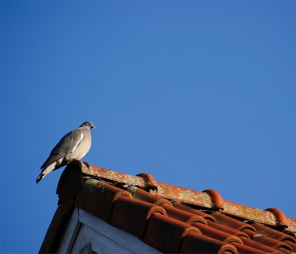 ¿Cómo evitar nidos de aves en su sistema de canalones?