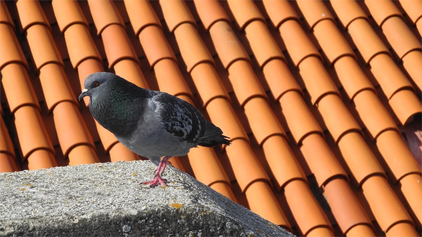 ¿Cómo evitar nidos de aves en su sistema de canalones? - Imagen 1