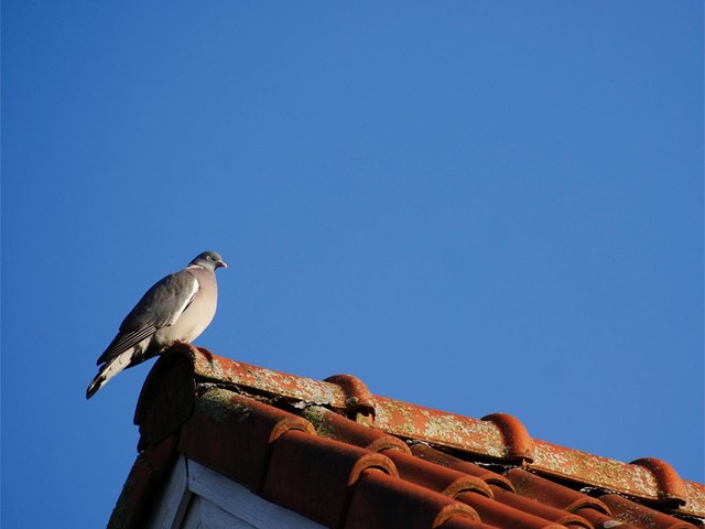 ¿Cómo evitar nidos de aves en su sistema de canalones?