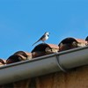 Cubiertas equipadas con sistemas anti-pájaros
