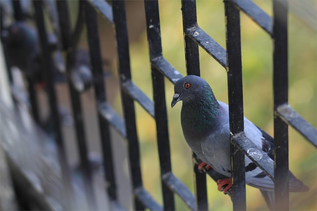 En mi ventana se posan las palomas... ¿cómo puedo impedirlo?