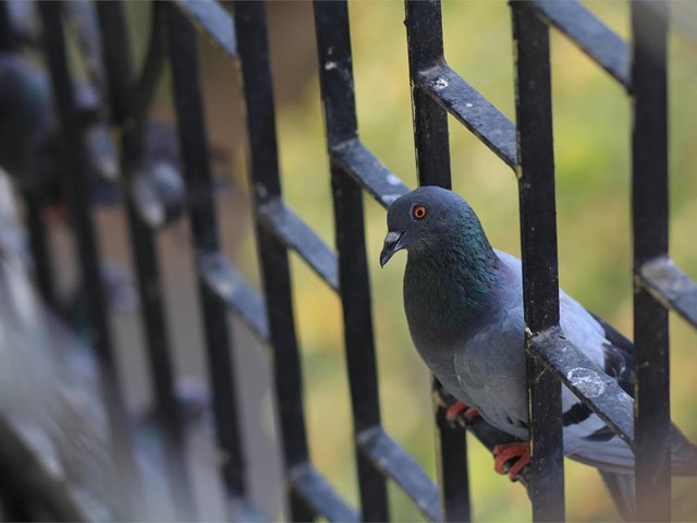 En mi ventana se posan las palomas... ¿cómo puedo impedirlo?